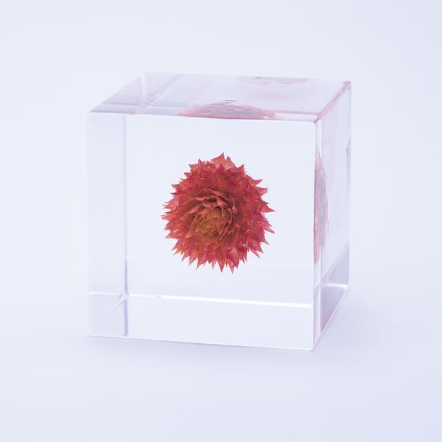 Globetrothal Sola cube