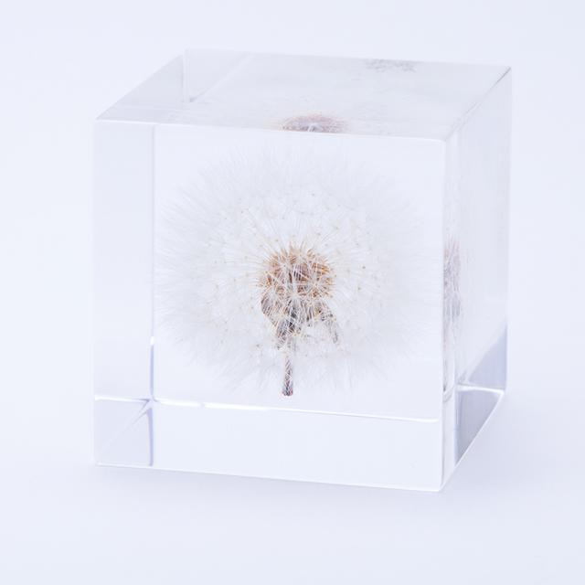 Dandelion (5cm square) Sola cube