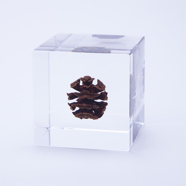 Metasequoia Sola cube