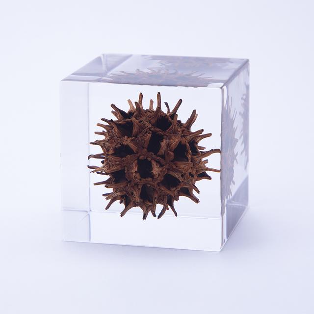 Maple-leaf Sycamore Sola cube