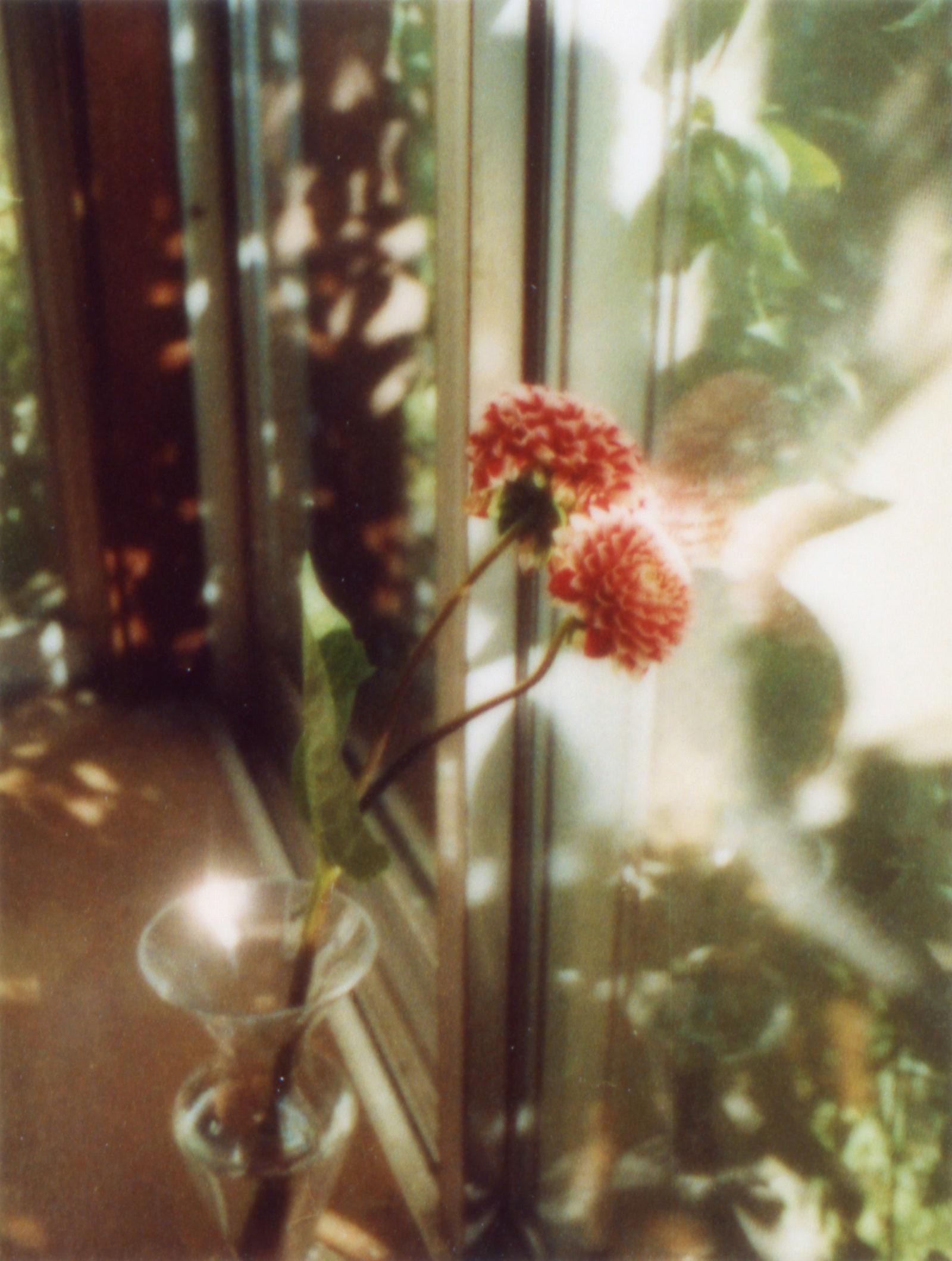 Yoshiyuki Okuyama Photo Collection &quot;Flowers&quot;