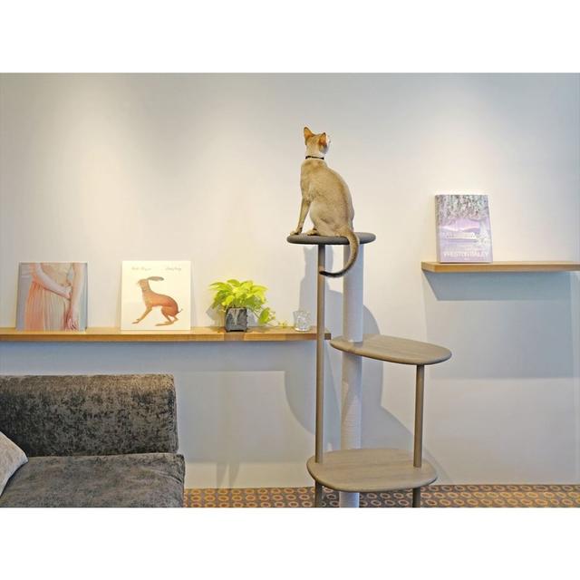 [Free shipping, next day shipping available] KARIMOKU CAT TREE DAIKANYAMA TSUTAYA BOOKS original color: dark gray & sheer gray