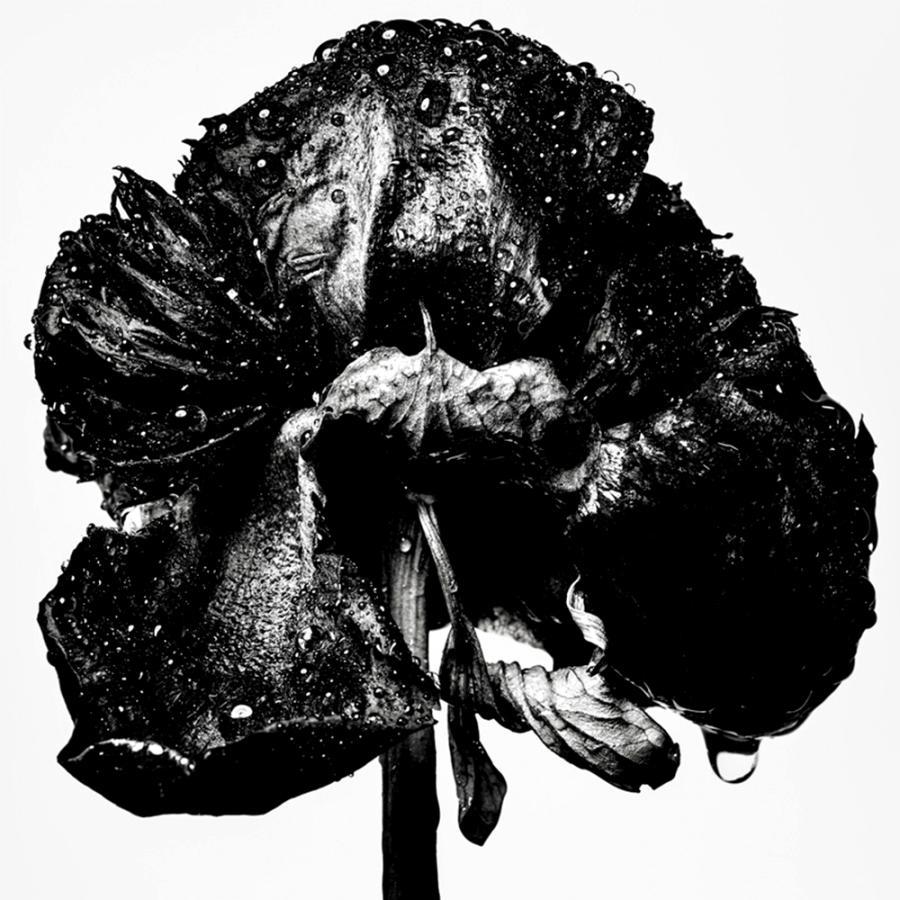 WITHERED FLOWERS BLACK 田島一成 写真集