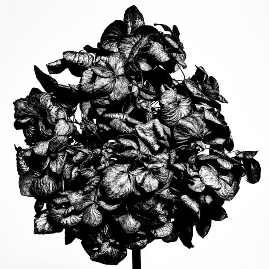 WITHERED FLOWERS BLACK 田島一成 写真集