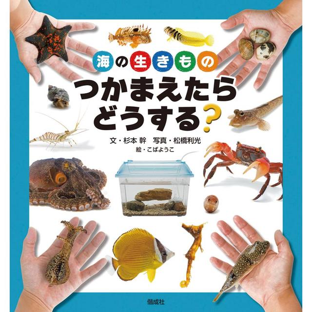 『海の生きもの つかまえたらどうする？』杉本 幹  (偕成社)