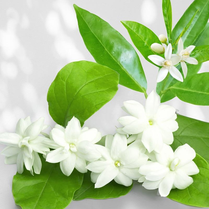 Japanese perfume &quot;J-Scent&quot; Aurantium Jasmine