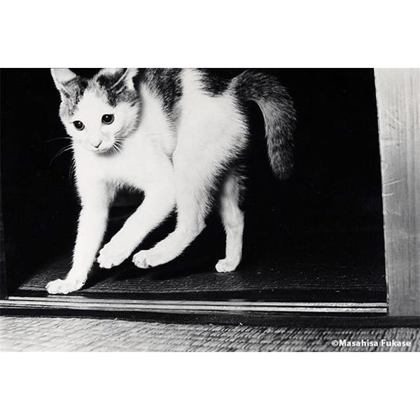 [Purchase Bonus Included] Masahisa Fukase &quot;Sasuke&quot; Photobook