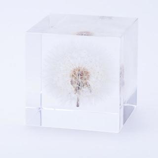 Sola cube　タンポポ（5cm角）