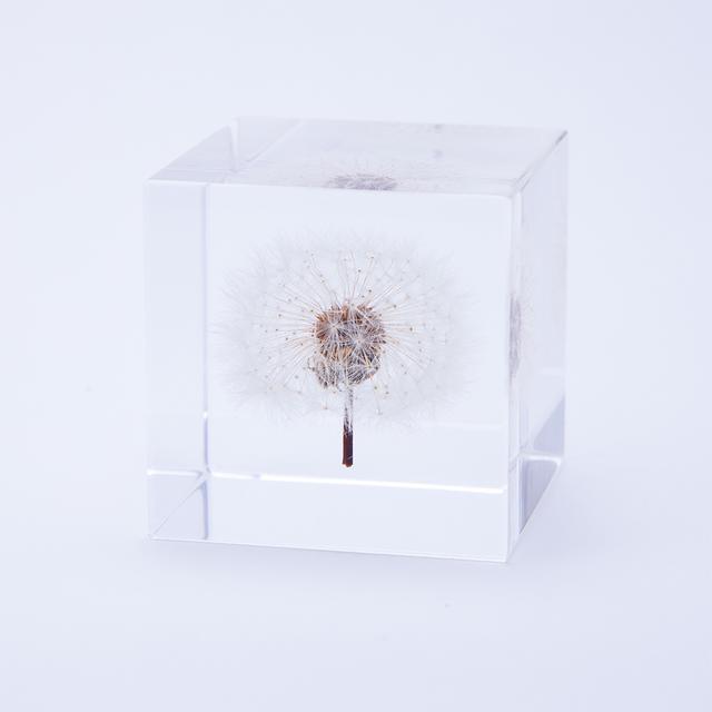 Sola cube Dandelion (4cm square)