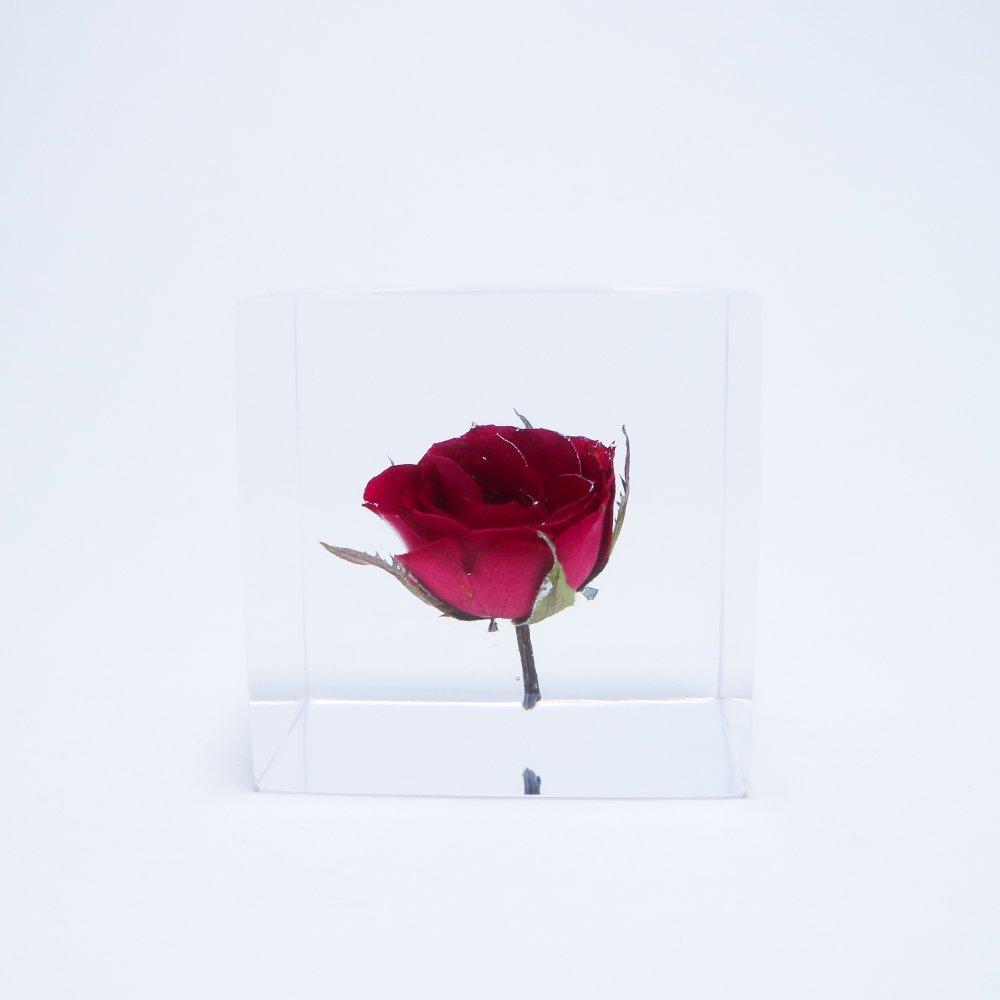 Sola cube rose