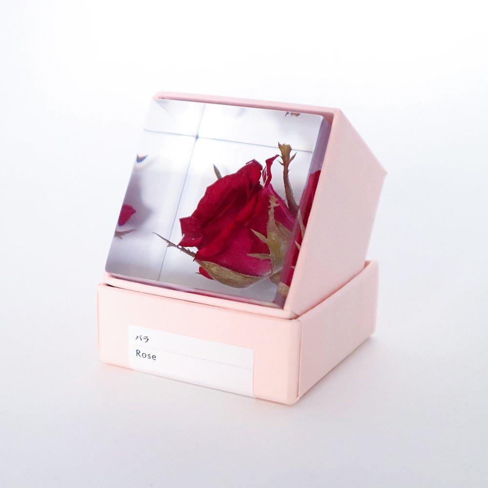 Sola cube rose