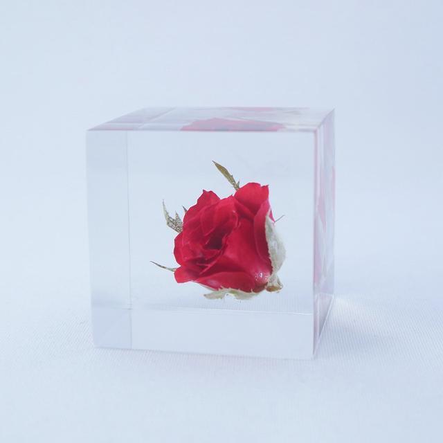 Sola cube rose