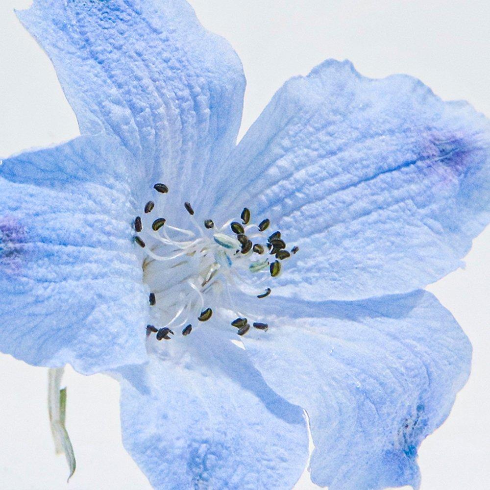 Sola cube Delphinium