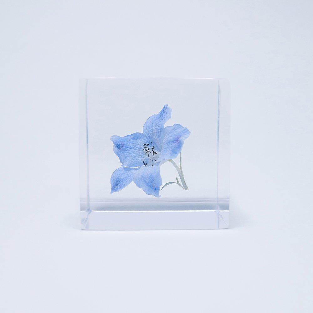 Sola cube Delphinium