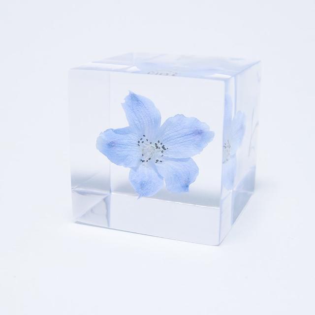 Sola cube Delphinium