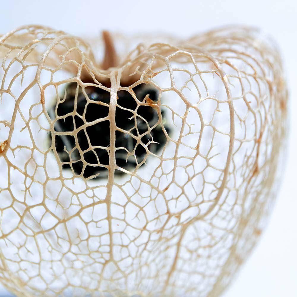 Sola cube Physalis