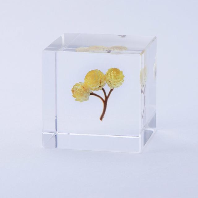 Sola cube Immortelle