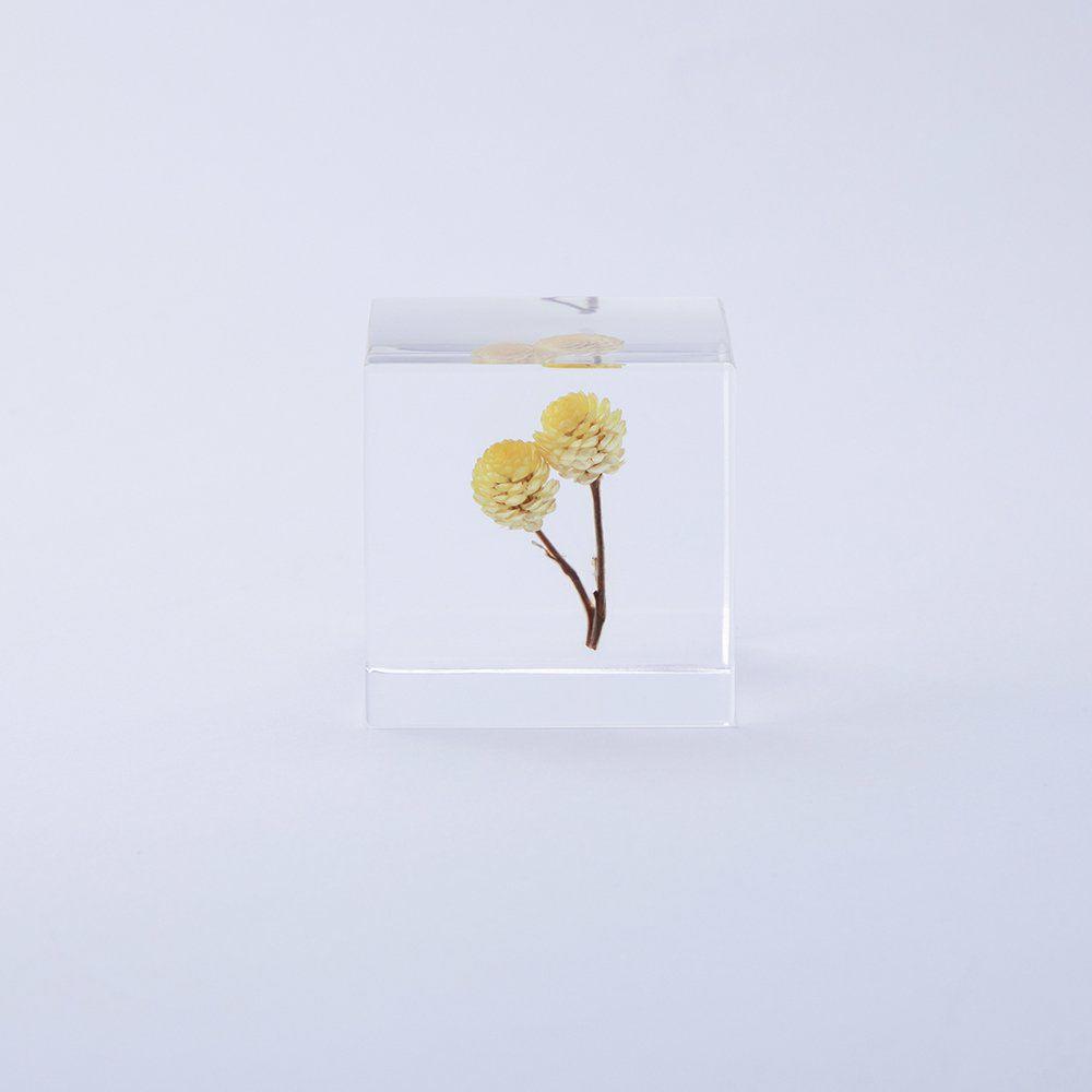 Sola cube Immortelle