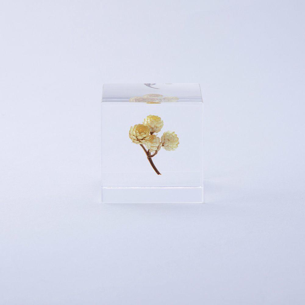 Sola cube Immortelle