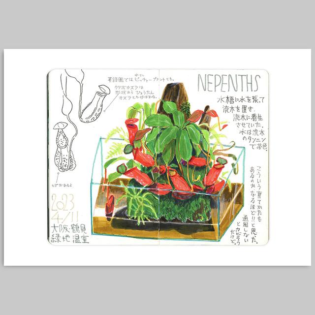 [Takeuma Sketch Reproduction Original Drawing/Sheet 12] Nepenthes *Scheduled to be shipped approximately 2 weeks after order