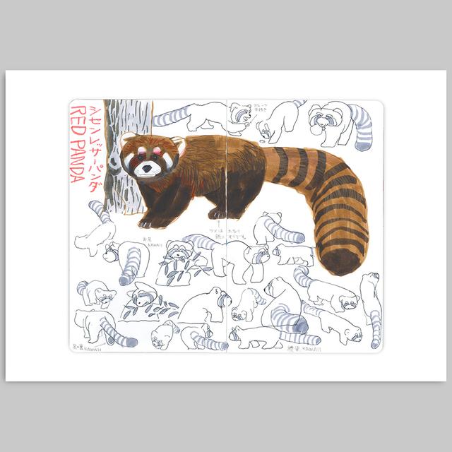 [Takeuma Sketch Reproduction Original Drawing/Sheet 17] Red Panda *Scheduled to be shipped approximately 2 weeks after order