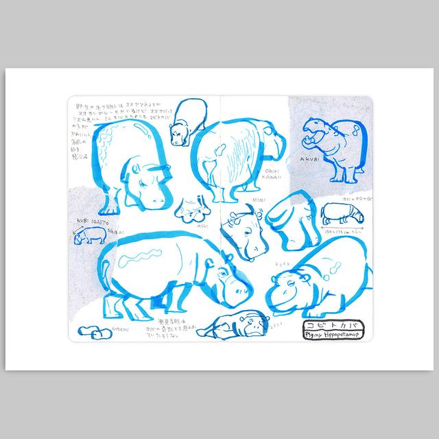 [Takeuma Sketch Reproduction Original Drawing/Sheet 18] Pygmy Hippopotamus *Scheduled to be shipped approximately 2 weeks after order