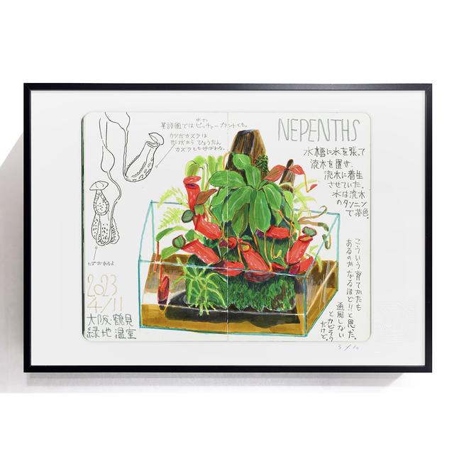 [Takeuma Sketch Reproduction Framed/Sheet 12] Nepenthes *Scheduled to be shipped in mid-April